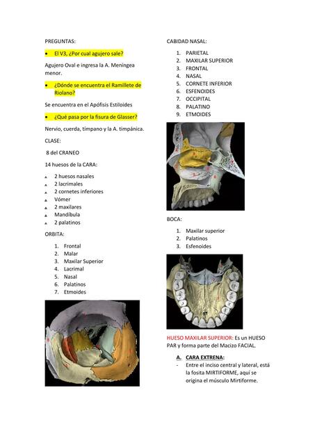 Anatomía