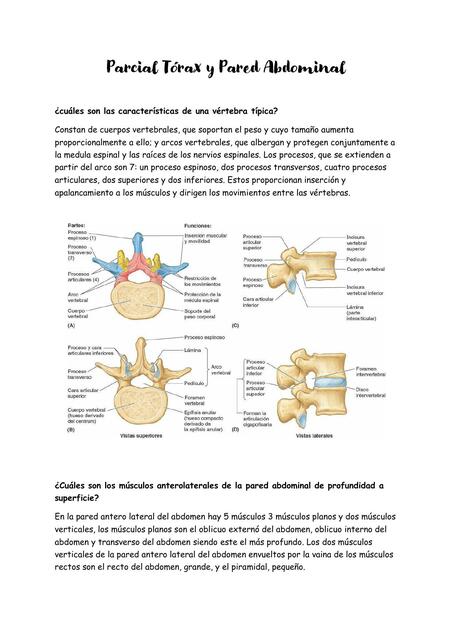 Tórax y Pared abdominal