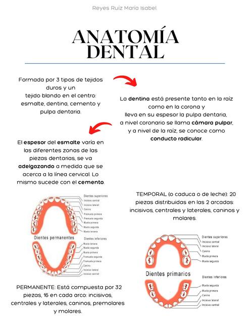 Anatomía Dental