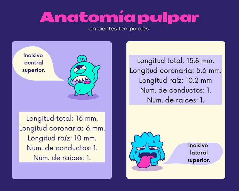 Anatomía Pulpar