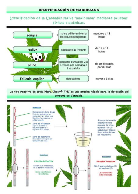 Identificación de Marihuana 