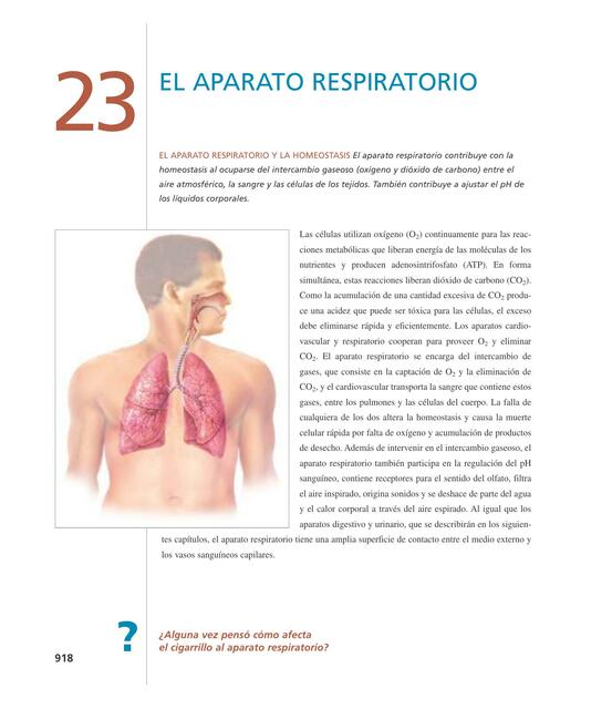 El Aparato Respiratorio 