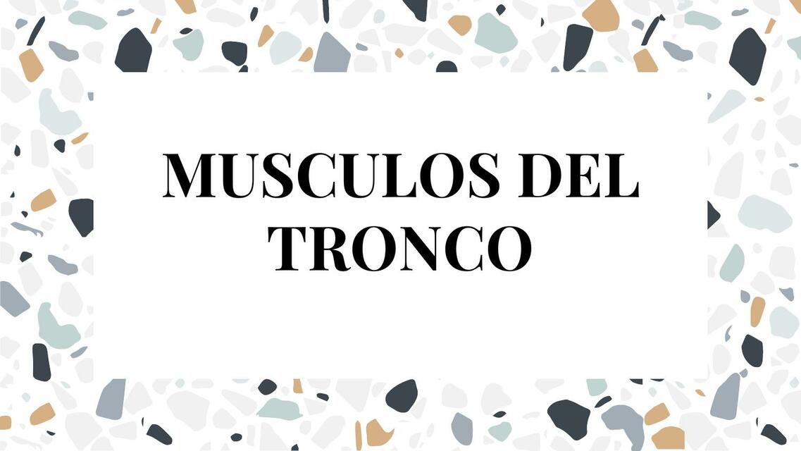 Músculos del Tronco