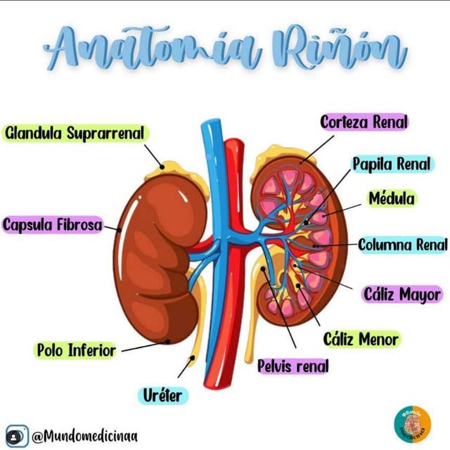 Anatomia Del Rinon Anatomia Del Rinon Y Sus Partes Cual Rinon Suele ...