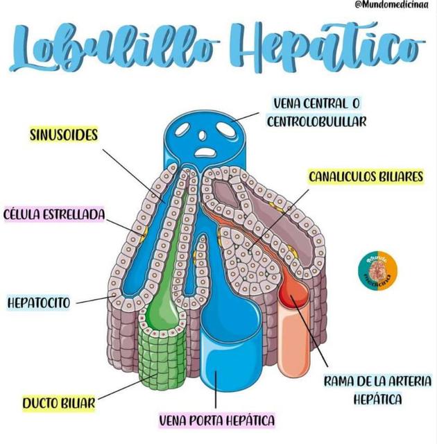 Lobulillo Hepático uDocz
