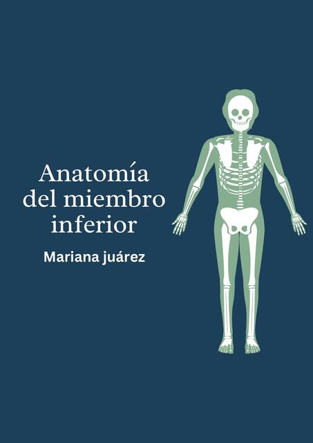 Anatomía del Miembro Inferior