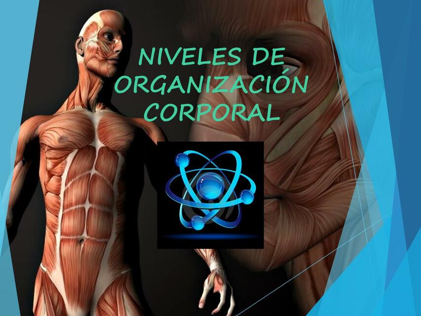 niveles de organización corporal