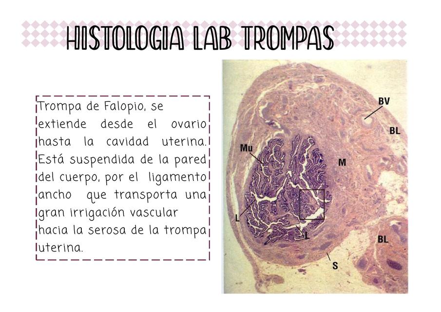 HISTOLOGIA LAB TROMPAS UTERINAS apuntes Notaspremed uDocz