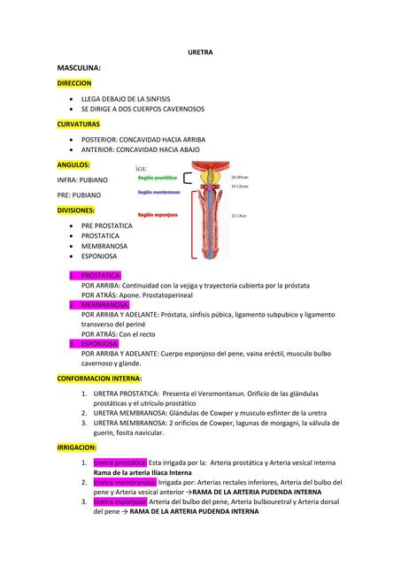 Uretra 