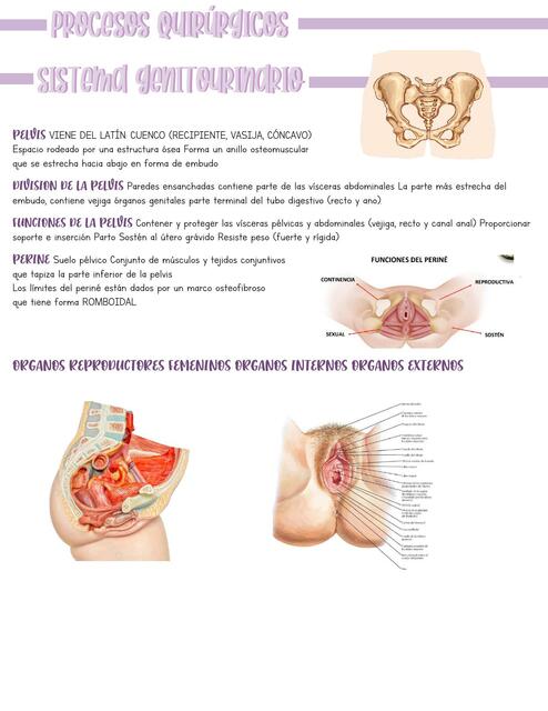 Procesos Quirúrgicos- Sistema Genitourinario 