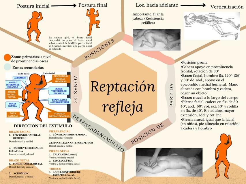 Reptación Refleja 