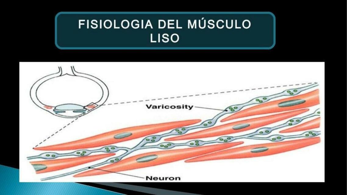 fisiología musculo liso