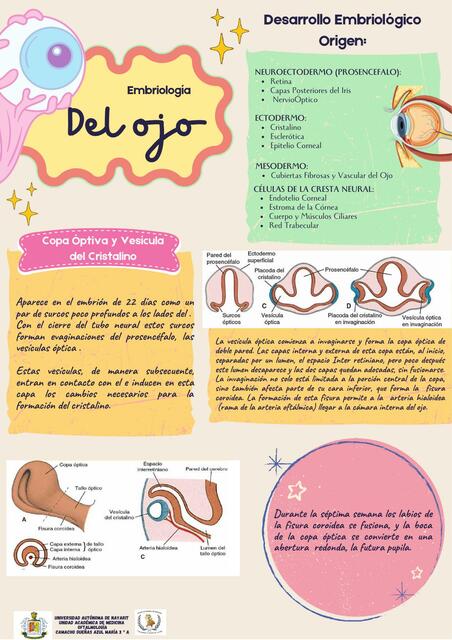 Embriología del ojo