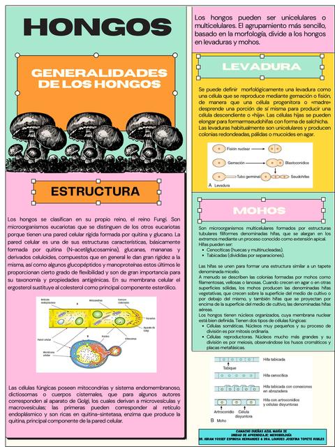 Generalidades de los hongos  