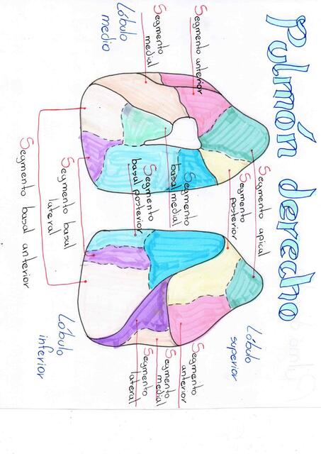 Trabajo Segmentos pulmonares parte 1