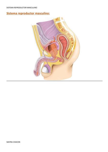 Sistema reproductor masculino 