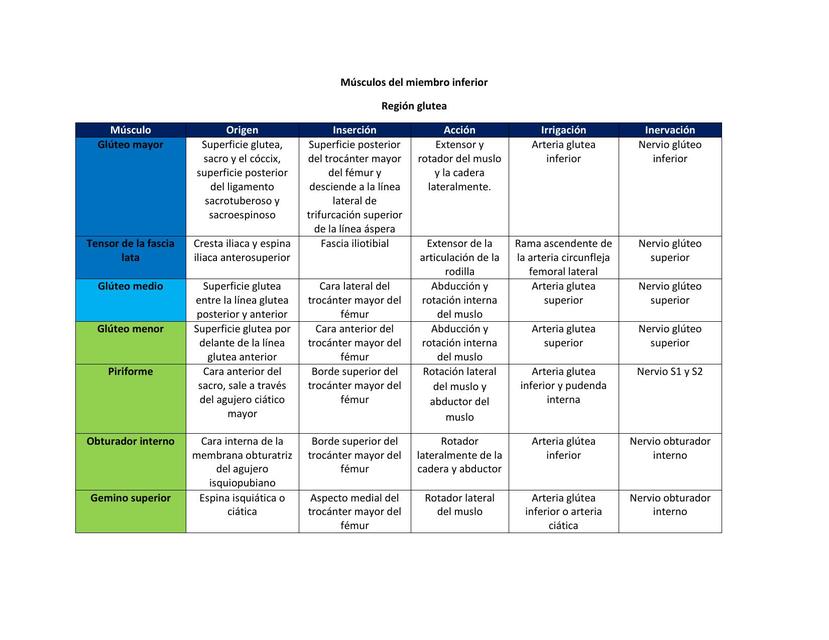 Músculos del miembro inferior  