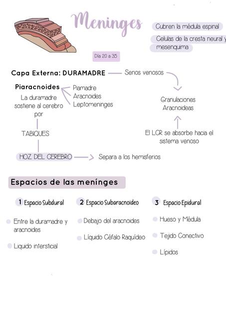 Meninges