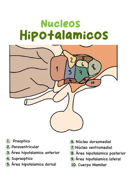 Núcleos Hipotalámicos