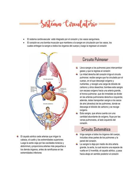 Sistema Cardiovascular