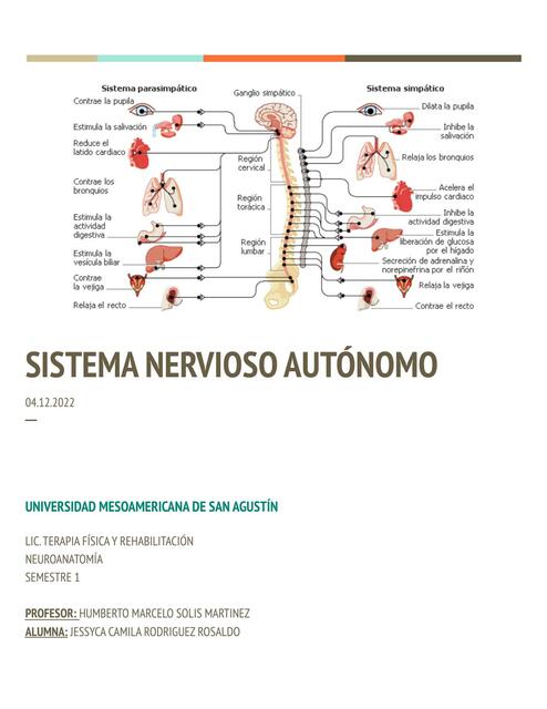 Sistema nervioso autónomo