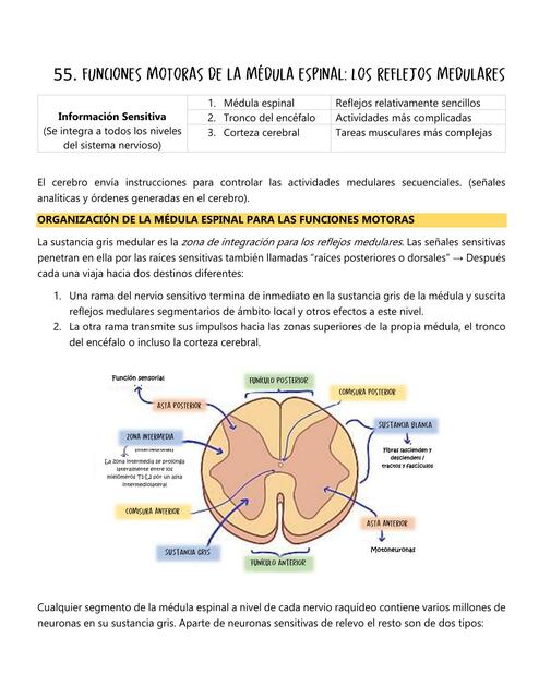 Funciones Motoras de la Médula Espinal: Los Reflejos Medulares 