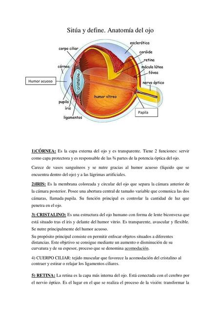 Sitúa y Define: Anatomía del Ojo