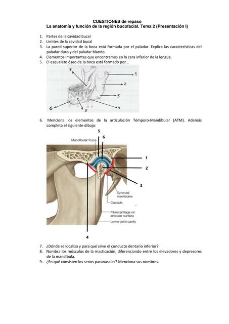 La Anatomía y Función de la Región Bucofacial