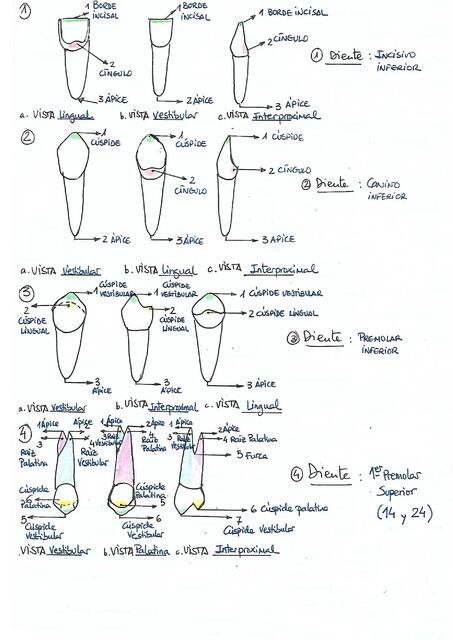 Piezas Dentales 