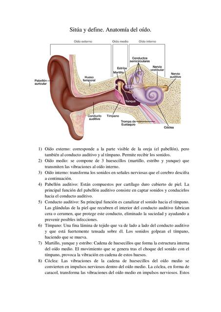 Sitúa y Define: Anatomía del Oído