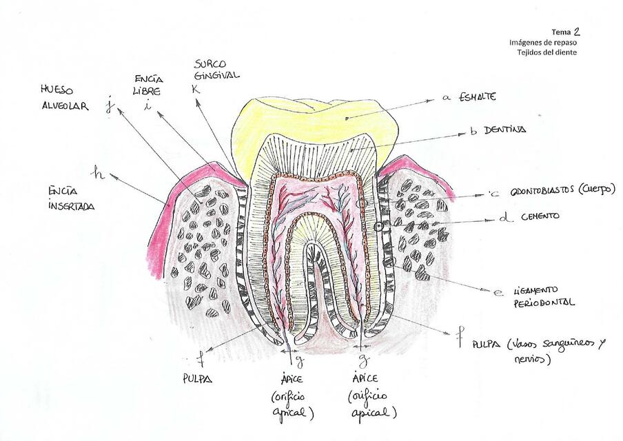 Tejidos del Diente