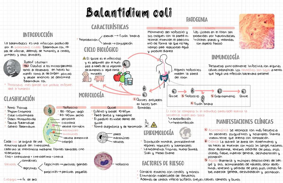 Parasitosis de Intestino Grueso