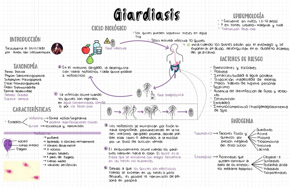 Parasitosis De Intestino Delgado   