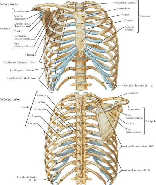 Esqueleto Óseo del Tórax