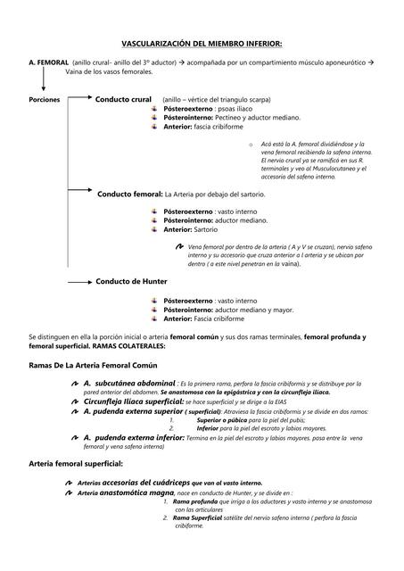 Vascularizacion del miembro inferior