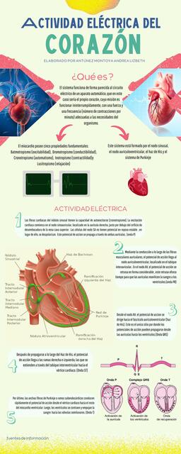 Actividad eléctrica del corazón 