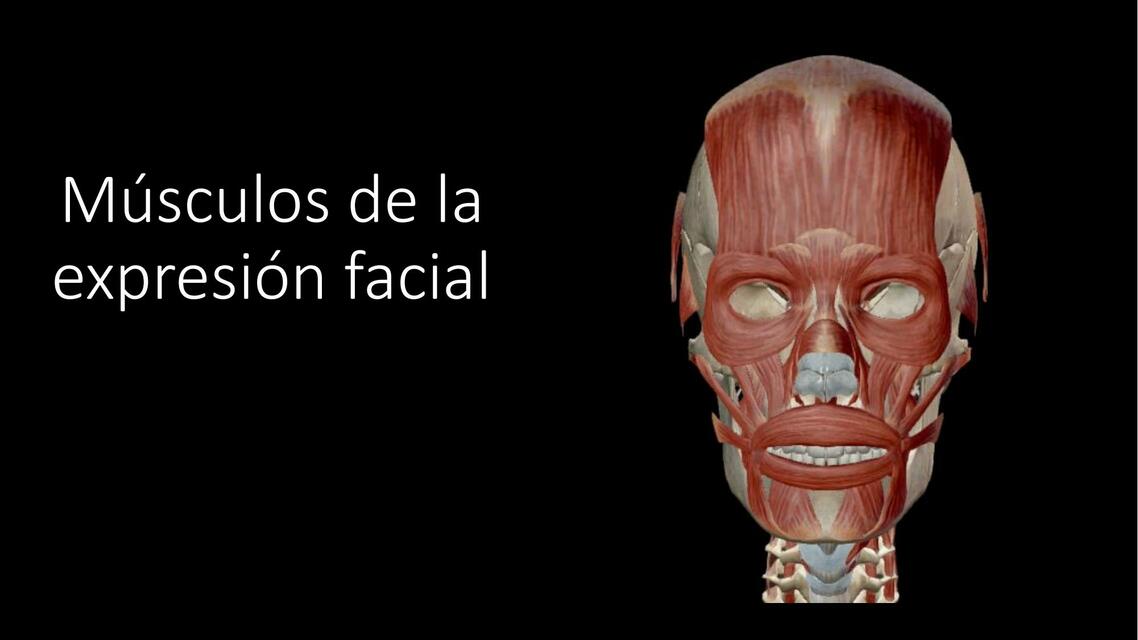 Músculos de la Expresión Facial