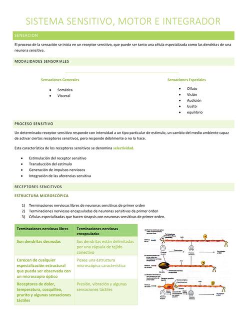 Sistema Sensitivo Motor e Integrador