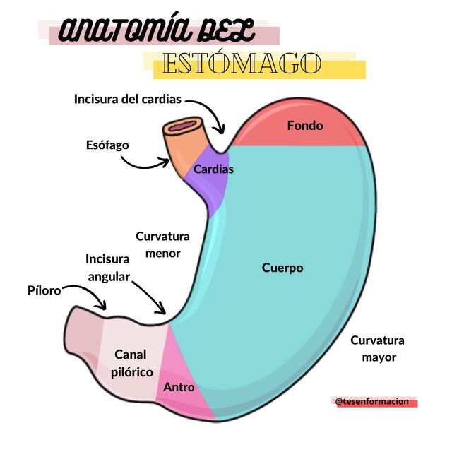 Anatomía del Estómago 