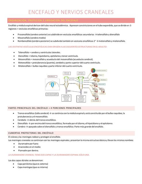 Encéfalo y nervios craneales