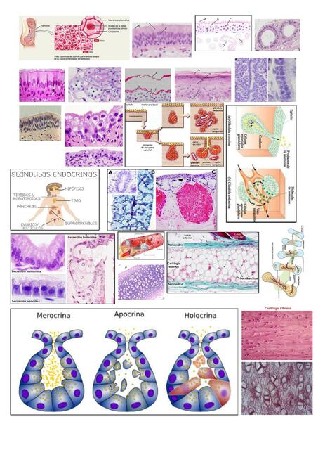 Imágenes Histológicas 
