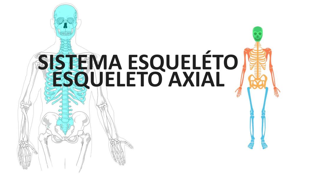 Sistema Esquelético- Esqueleto Axial 