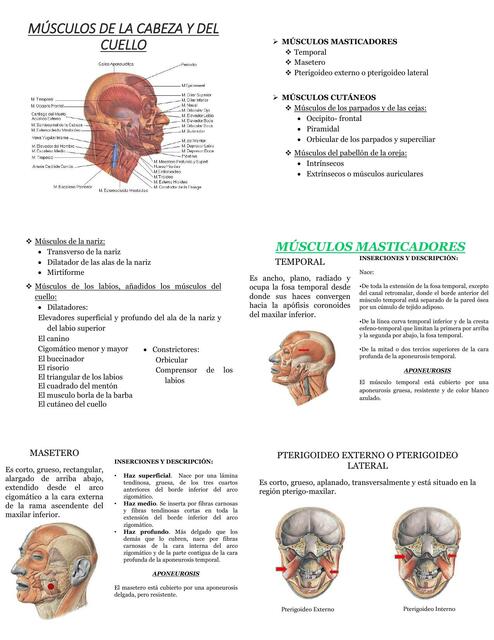 Anatomía Músculos  De  Cuello  y  Cara 