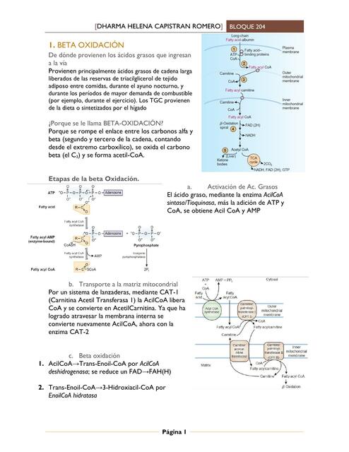 Beta oxidación