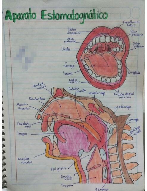 Aparato Estómatognático