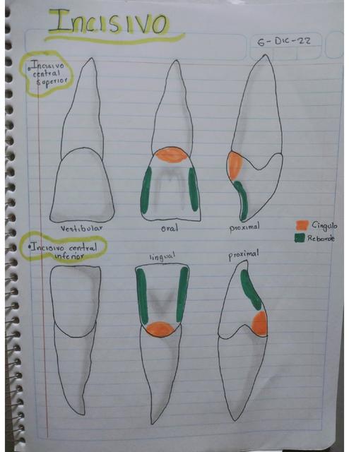 Incisivo central superior/inferior | Paola Rguez | uDocz