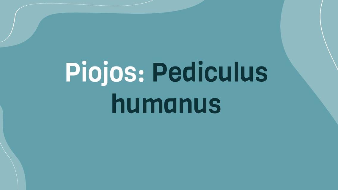 Piojos Pediculus humanus 