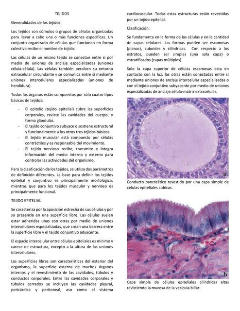 HISTOLOGIA DE LOS TEJIDOS EPITELIALES 