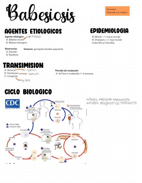 Babesiosis