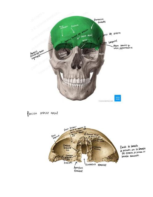 Huesos del cráneo 